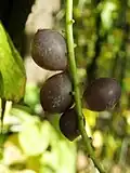 Fruits.