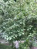 Feuillage et fruits