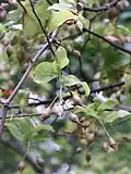 Fruits