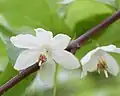 Fleurs