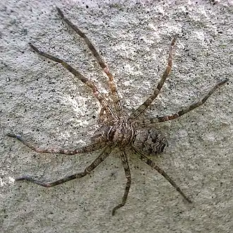 Description de l'image Sinopoda forcipata.jpg.