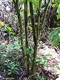 Siparuna guianensis