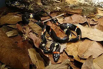Description de l'image Siphlophis worontzowi 250735773.jpeg.