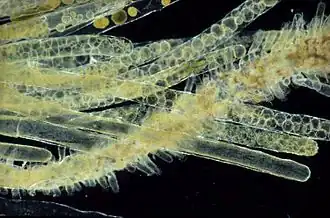 Siphonocladus tropicus