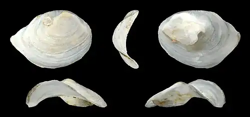Siphopatella walshi