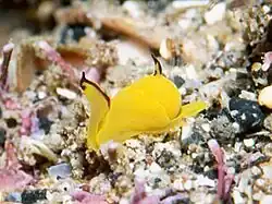 Siphopteron flavum