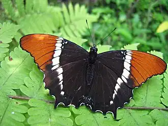 Siproeta epaphus, dessus.