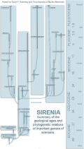 Évolution des siréniens.