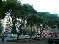 Siris blancs, plaça Molina, à Barcelone, en Espagne.