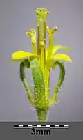 Fleur.