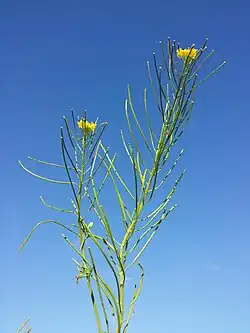 Fleurs et siliques.
