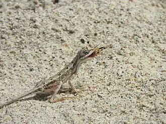 Description de l'image Sitana visiri with insect 03.jpg.