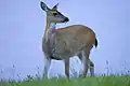 Cerf de Sitka
