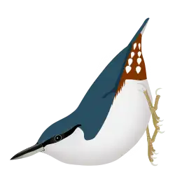 Sitta europaea europaea, individu à ventre blanc, comme en Scandinavie et dans l'Ouest de la Russie.