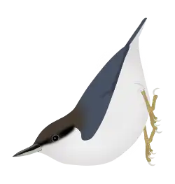 Sittelle pygmée(S. pygmaea).