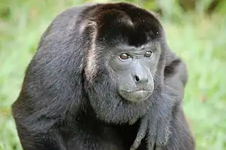 Singe hurleur à manteau