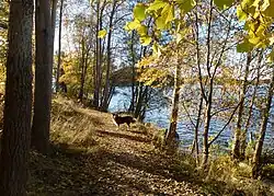 Sentier de promenade sur la rive du lac Mälar.