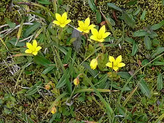 Saxifraga hirculus.