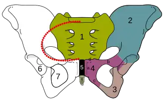 Pelvis.