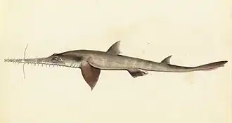 Description de l'image Sketchbook of fishes - 25. (Longnose) Saw shark - William Buelow Gould, c1832.jpg.