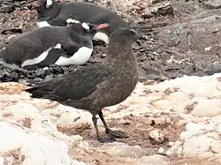Skua venant de gober un œuf de manchot papou dans une rookerie.