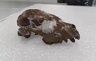 Description de l'image Skull of Pristinailurus bristoli.jpg.