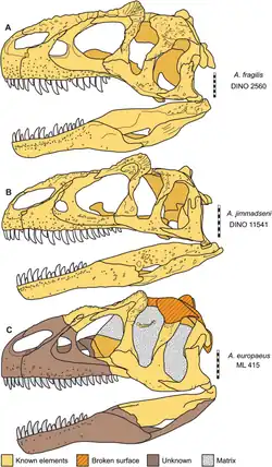 Croquis de trois cranes de dinosaures théropodes.