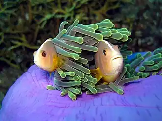 Une très grande anémone violette cache deux poissons dans ses tentacules verts.