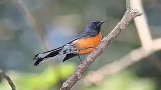 Sous-espèce à ventre orange (Guatemala).
