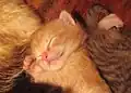 Chaton endormi.