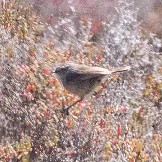 Description de l'image Slender-billed Thornbill (Acanthiza iredalei) (8079657130).jpg.