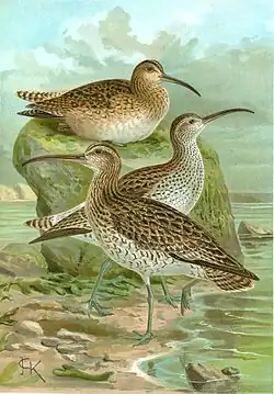 Courlis à bec grêle entre deux Courlis corlieu (J.G. Keulemans, 1902)