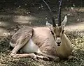 mâle au Zoo de Cincinnati