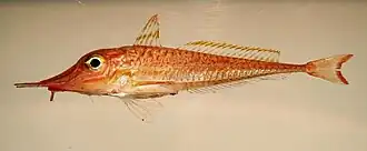 Peristedion gracile