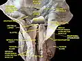 Larynx, pharynx et langue.Dissection profonde, vue postérieure.