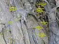 Veines superficielles du membre inférieur. Dissection superficielle. Vue antérieure.
