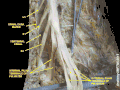 Moelle épinière. Membranes vertébrales et racines nerveuses, dissection profonde. Vue postérieure.