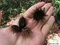 Vieux fruits de Sloanea guianensis