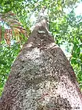 Tronc de Sloanea guianensis