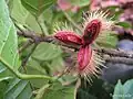 Fruit fraichement ouvert de Sloanea guianensis