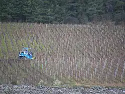 Enjambeur dans les vignes effectuant une pré-taille.
