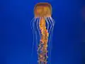 Petite Scyphozoa