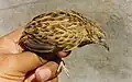 Maharashtra, Inde