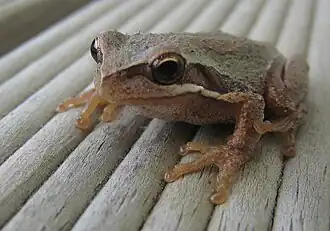 Description de l'image Small Victorian frog.jpg.