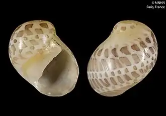 Smaragdia tragena