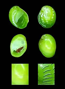Smaragdia viridis (coquillage)