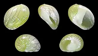 Smaragdia viridis