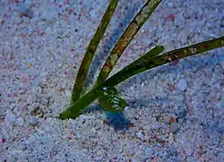 Smaragdia viridis vivant.