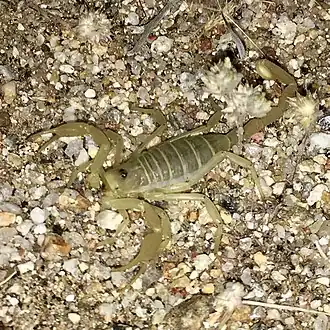 Description de l'image Smeringurus mesaensis.jpg.
