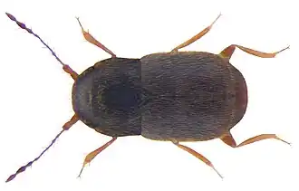 Description de l'image Smicrus filicornis (Fairmaire & Laboulbene, 1855) (3887607540).jpg.